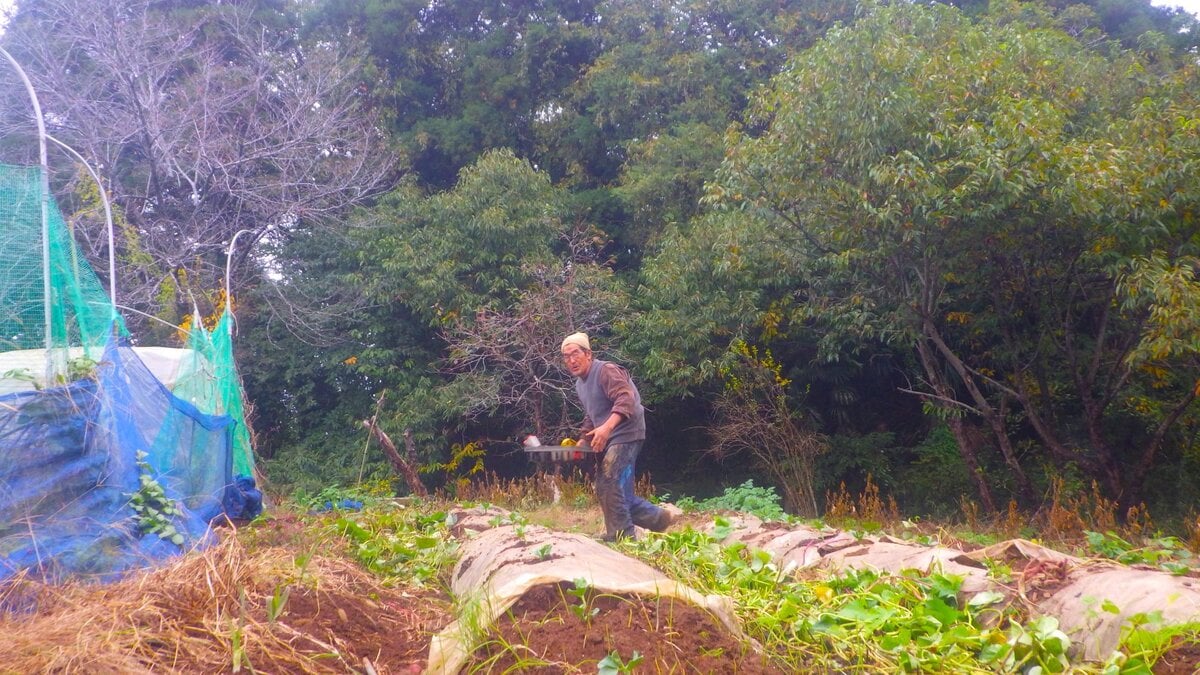 霜で真っ白になった葉がうなだれているソラマメ。