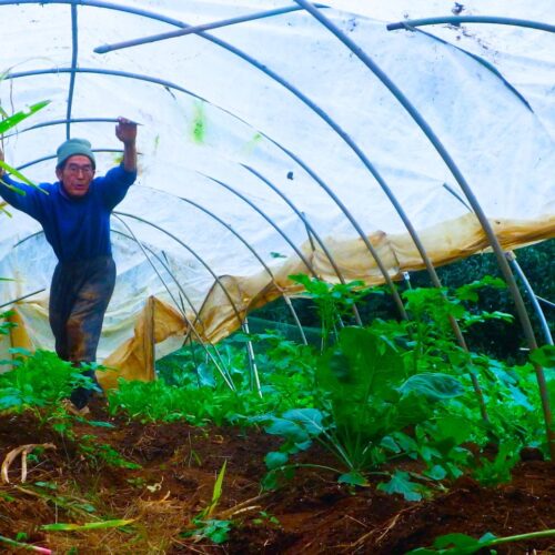 貧しさと豊かさと、その真ん中あたりにある田舎暮らし/自給自足を夢見て脱サラ農家40年(76)【千葉県八街市】