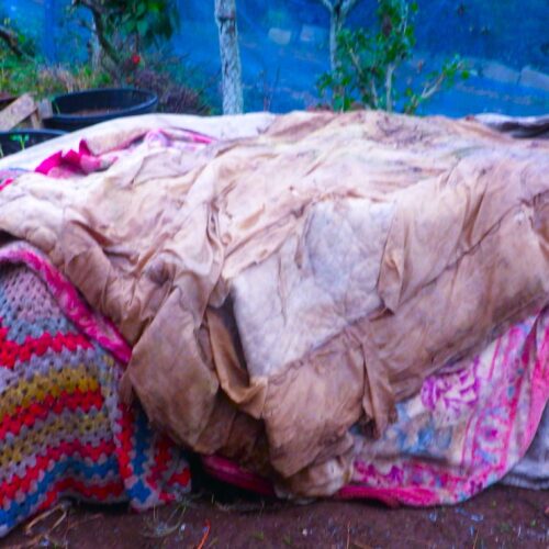 固定したビニールの上からさらに布団や毛布を掛けてやる。朝になったら外し、夕暮れまた掛ける。