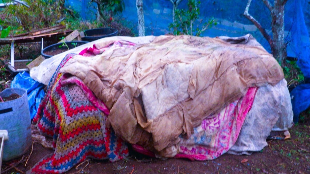 固定したビニールの上からさらに布団や毛布を掛けてやる。朝になったら外し、夕暮れまた掛ける。