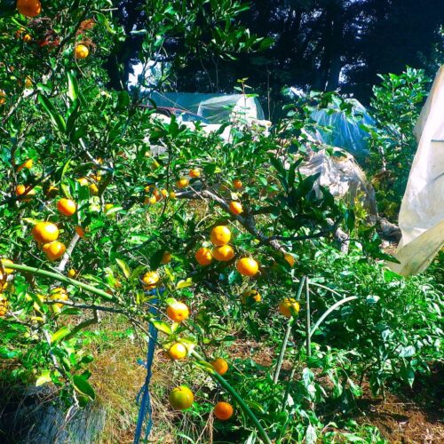 写真の右は3日前に防寒を施したミカン。成木になれば零下の気温にも耐えるが、これはまだ植えて2年目の若木。この冷え込みは辛かろう。一方で、長期栽培を目論み、毎年12月になる頃までの収穫を目指してあれこれ手を尽くすナスとピーマン。残念ながらナスは元気を失った。しかしピーマンはナスより寒さに強く、元気。大収穫が続いている。