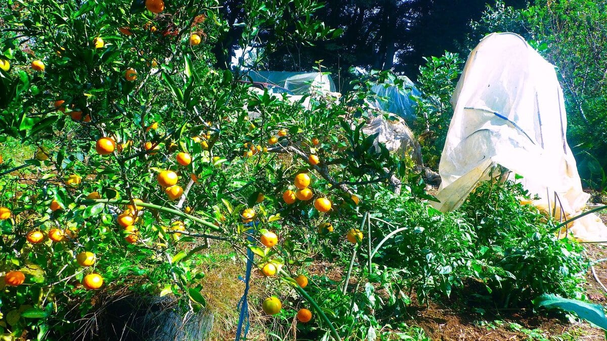 写真の右は3日前に防寒を施したミカン。成木になれば零下の気温にも耐えるが、これはまだ植えて2年目の若木。この冷え込みは辛かろう。一方で、長期栽培を目論み、毎年12月になる頃までの収穫を目指してあれこれ手を尽くすナスとピーマン。残念ながらナスは元気を失った。しかしピーマンはナスより寒さに強く、元気。大収穫が続いている。