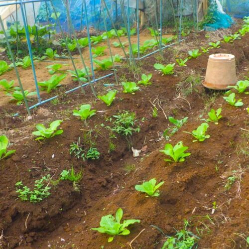 今月初めに植えた白菜は支障なく育っている。先月植えた白菜は暑さに苦しめられた挙句、徹底的に虫に食われて無残。そうそう、ひとつ気が付いたことがある。このすぐ上の写真の奥の方、ビニールハウスのパイプが見える、そこに植わっている白菜は写真手前のグループよりも成長が一段早いのがおわかりか。