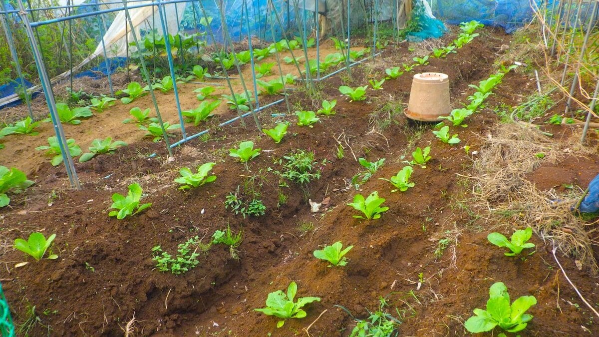 今月初めに植えた白菜は支障なく育っている。先月植えた白菜は暑さに苦しめられた挙句、徹底的に虫に食われて無残。そうそう、ひとつ気が付いたことがある。この写真の奥の方、ビニールハウスのパイプが見える、そこに植わっている白菜は写真手前のグループよりも成長が一段早いのがおわかりか。