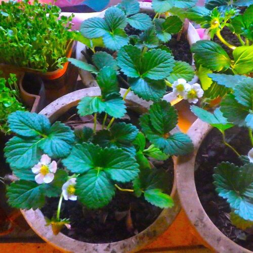 電熱器で作っているカイワレ大根。そこにイチゴの鉢を同居させている