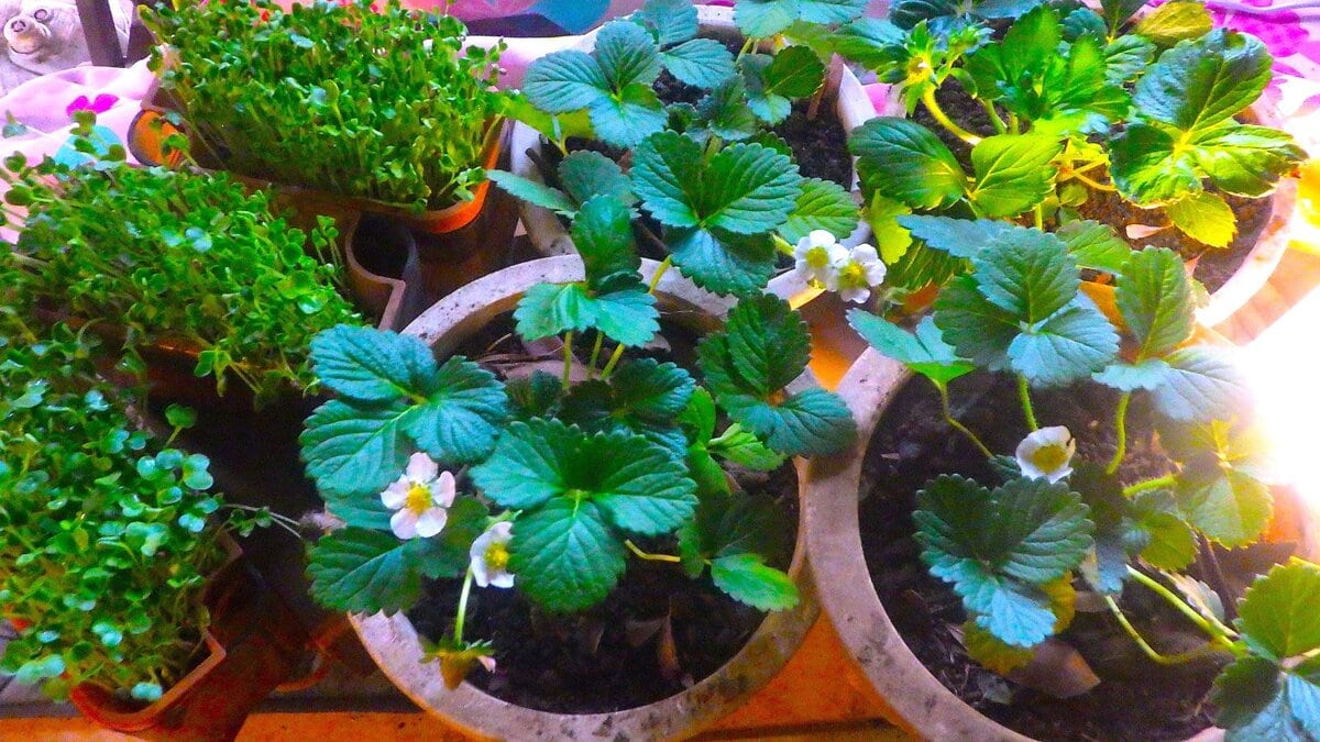 電熱器で作っているカイワレ大根。そこにイチゴの鉢を同居させている