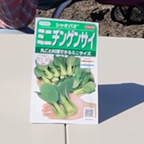 11月に植えるべき野菜：チンゲンサイ