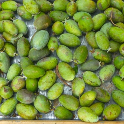 寒さが増すとフェイジョアの実がいっせいに落果する。今日はバケツを持って這いまわり、拾い集めた。