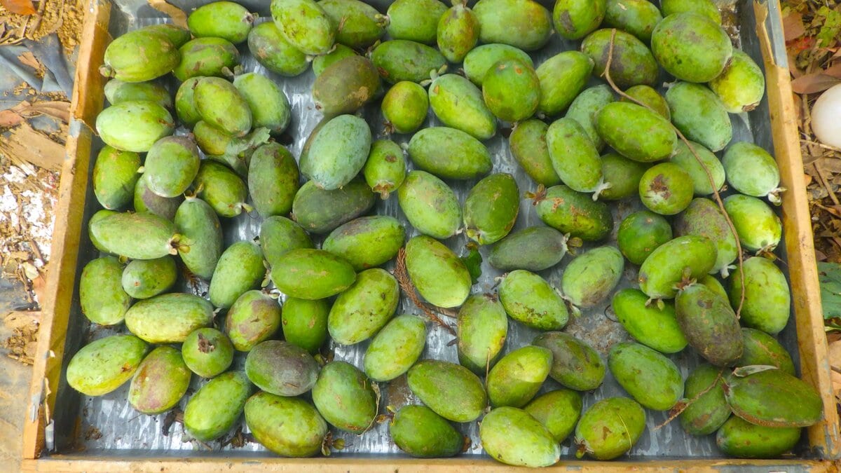 寒さが増すとフェイジョアの実がいっせいに落果する。今日はバケツを持って這いまわり、拾い集めた。