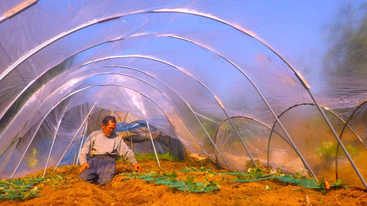 イチゴのために新しいビニールハウスを買い（2万5000円）設置した