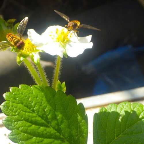 受粉のため花に寄るミツバチ。イチゴ栽培と自然の共生関係。