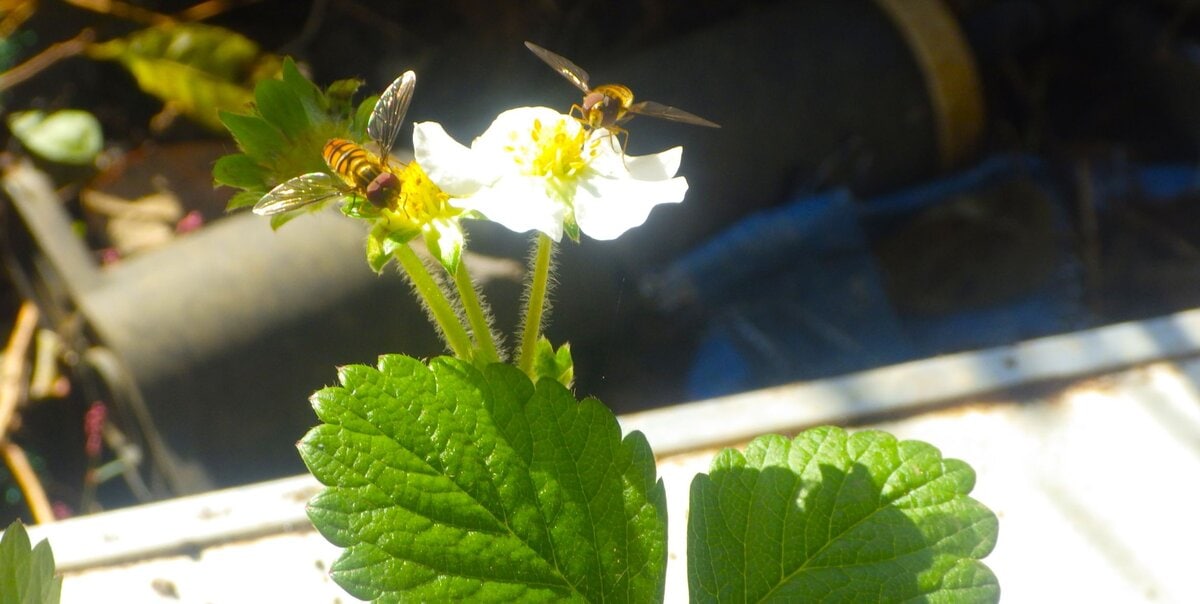 受粉のため花に寄るミツバチ。イチゴ栽培と自然の共生関係。