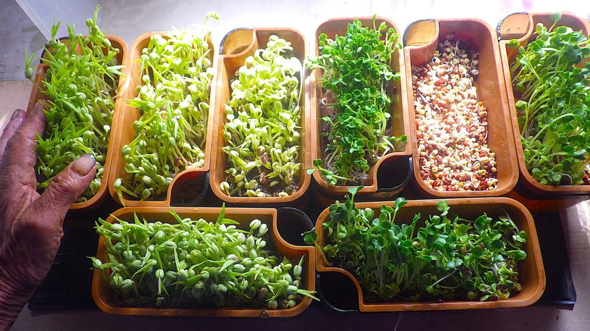 電熱マットを使用し室内で育てられているブロッコリースプラウトや大根・緑豆の発芽栽培。