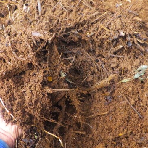 地下を這う篠竹。細いものは腰を下ろした姿勢でスコップで掘り取れる。しかし太いもの、長く横に這ったものはスコップでは不可だ。