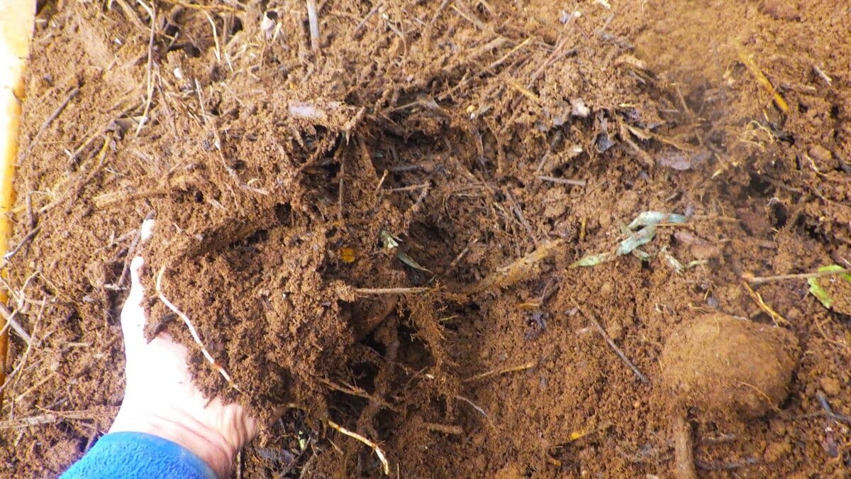 地下を這う篠竹。細いものは腰を下ろした姿勢でスコップで掘り取れる。しかし太いもの、長く横に這ったものはスコップでは不可だ。