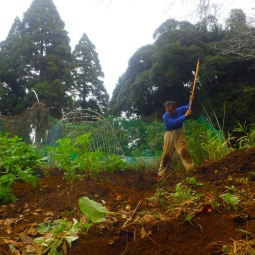 畑の肥料に人間が排泄したもの、すなわち屎尿を利用していた時代。