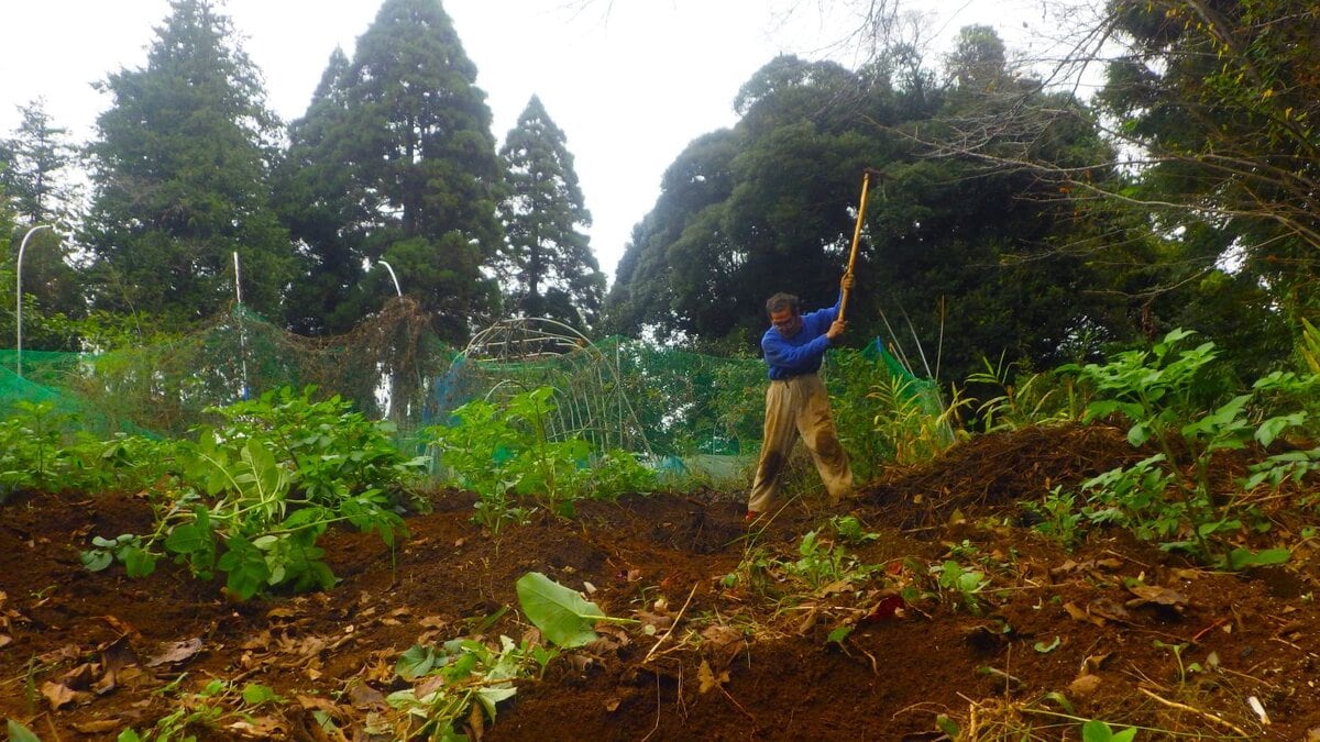 畑の肥料に人間が排泄したもの、すなわち屎尿を利用していた時代。