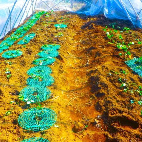 イチゴのために新しいビニールハウスを買い（2万5000円）、設置した