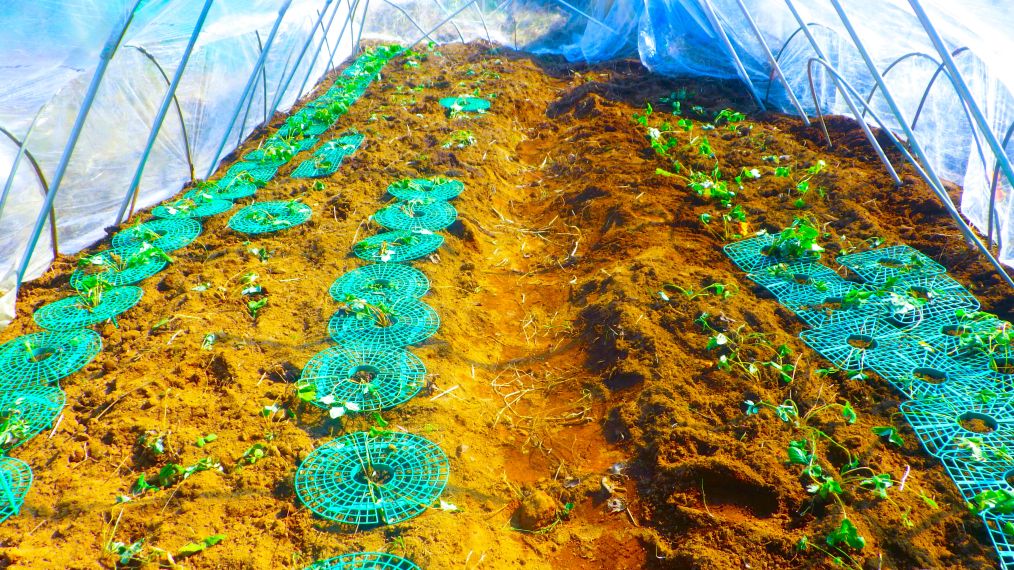 イチゴのために新しいビニールハウスを買い（2万5000円）、設置した