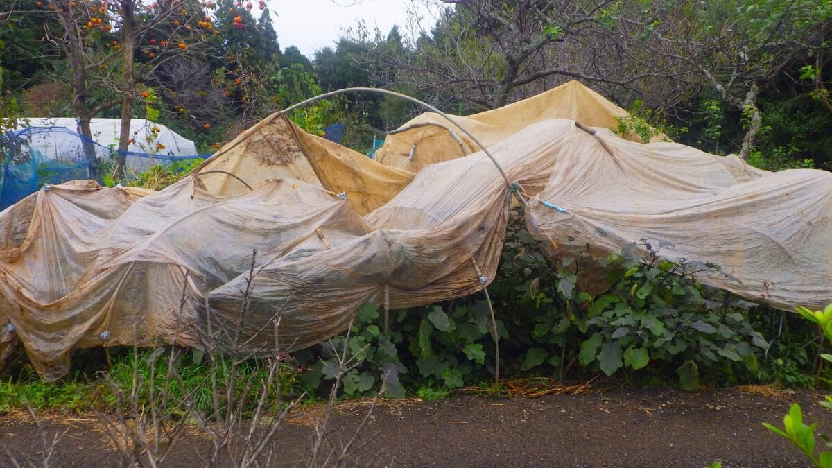 気温低下に備えてビニールで防寒対策が施された畑のピーマンの株。秋冬の家庭菜園作業。