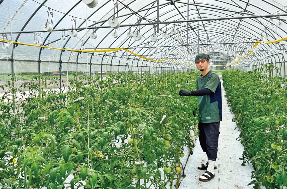 14棟のビニールハウスで町の特産のブランドトマトを栽培する松本恭平さん(鳥取県日南町)
