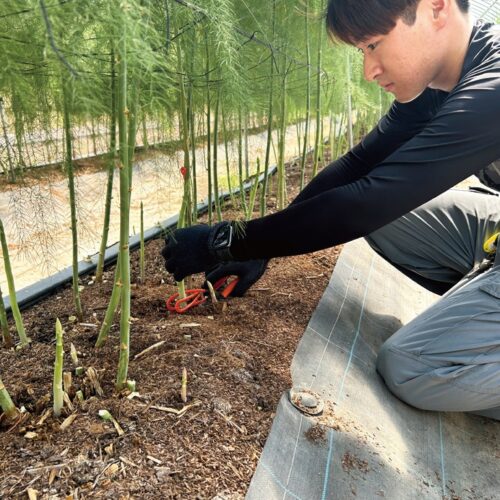 春に収穫した後、勢いのある茎を親茎に育てて、5月〜10月には新しく出てくる夏芽を収穫する。