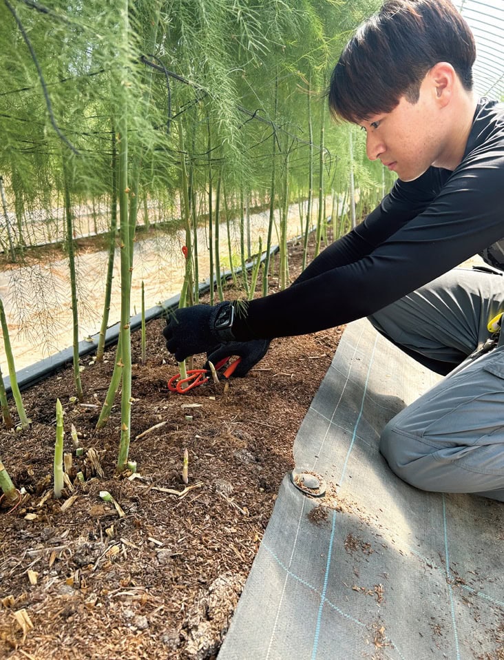 春に収穫した後、勢いのある茎を親茎に育てて、5月〜10月には新しく出てくる夏芽を収穫する。