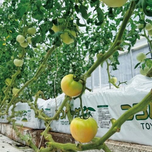 町の特産「日南トマト」は、トマト本来のしっかりとした甘み、酸味、香りが強いのが特長。きれいな水と空気に恵まれた環境で育っている(鳥取県日南町)