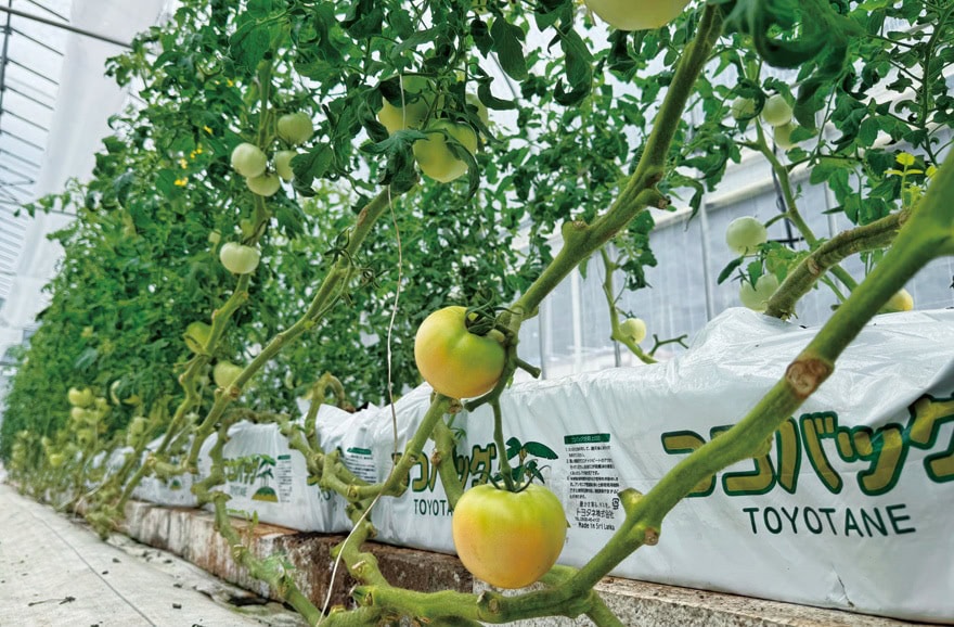 町の特産「日南トマト」は、トマト本来のしっかりとした甘み、酸味、香りが強いのが特長。きれいな水と空気に恵まれた環境で育っている(鳥取県日南町)