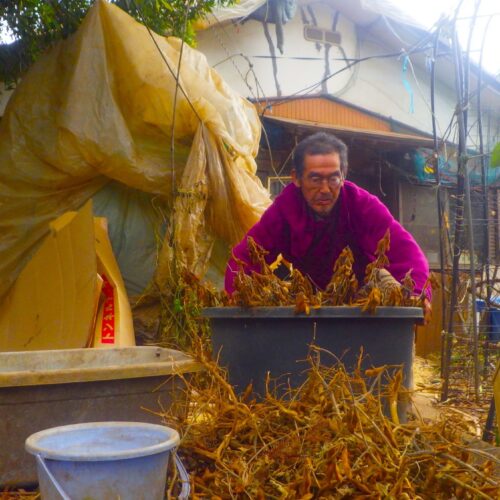 大豆のマメ取りに精を出している。株数200。1株に5本の茎があるとして茎の総数は1000。もって、ひたすら辛抱。