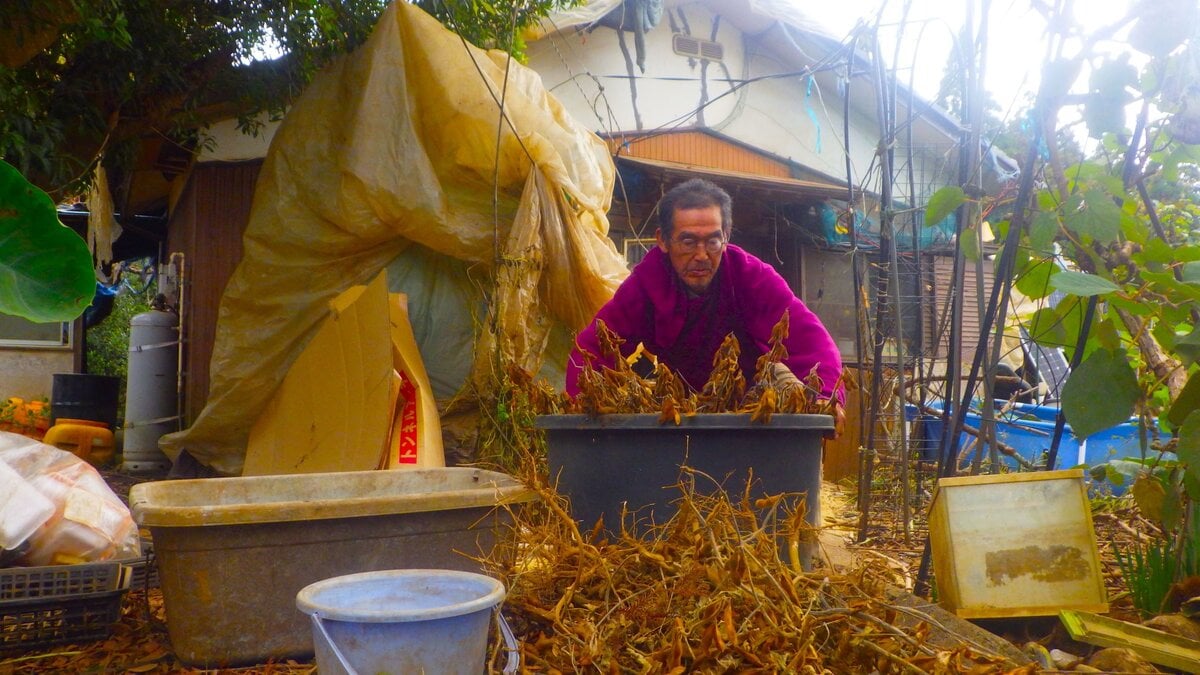 大豆のマメ取りに精を出している。株数200。1株に5本の茎があるとして茎の総数は1000。もって、ひたすら辛抱。