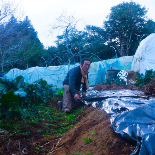 マルチを張って寒さ対策を施した露地のブロッコリー苗、冬の農作業の工夫