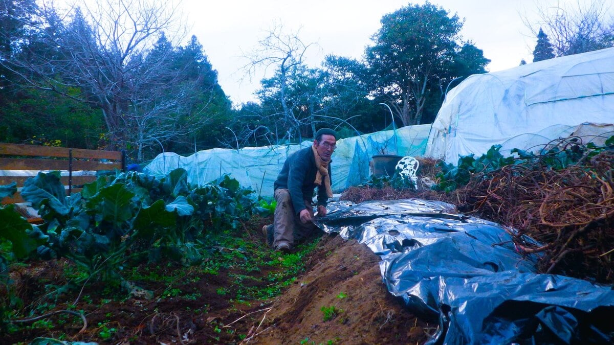 マルチを張って寒さ対策を施した露地のブロッコリー苗、冬の農作業の工夫