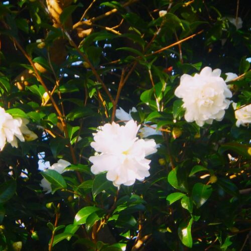 サザンカの花びらが散る。