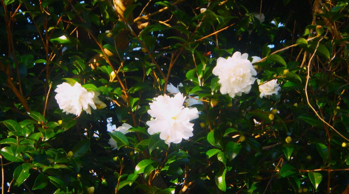 サザンカの花びらが散る。