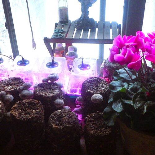 今日は荷物を出しに行った足で資材を買うためホームセンターに行った。そこで、売り場にズラッと並ぶシクラメンに目がいった。買うことにした。