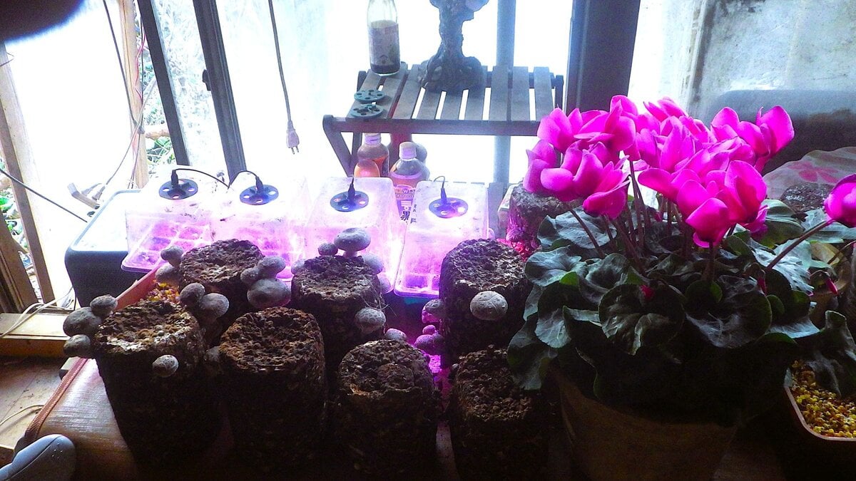 今日は荷物を出しに行った足で資材を買うためホームセンターに行った。そこで、売り場にズラッと並ぶシクラメンに目がいった。買うことにした。