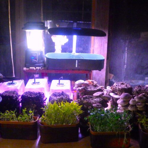 電熱デスクを整える。鉢植えのイチゴ、カイワレ大根、それに新入りのリーフレタスが並ぶ。