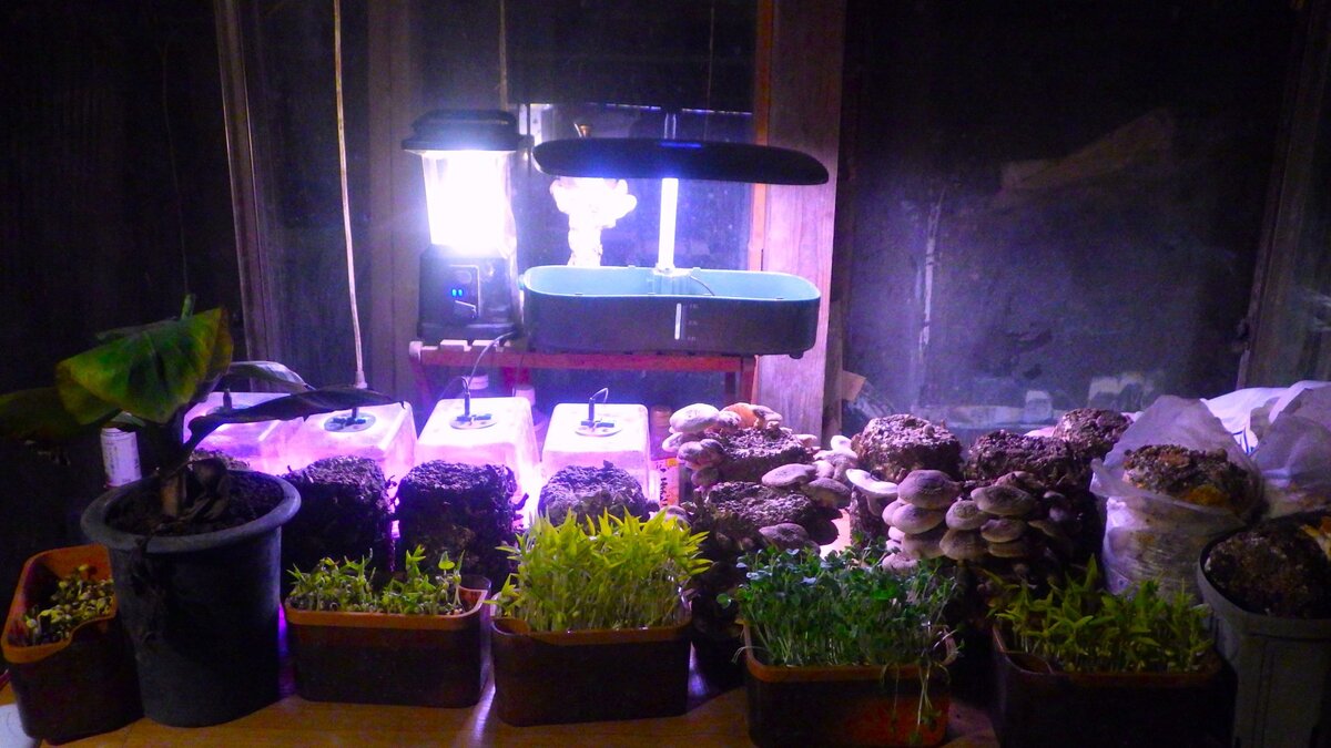 電熱デスクを整える。鉢植えのイチゴ、カイワレ大根、それに新入りのリーフレタスが並ぶ。