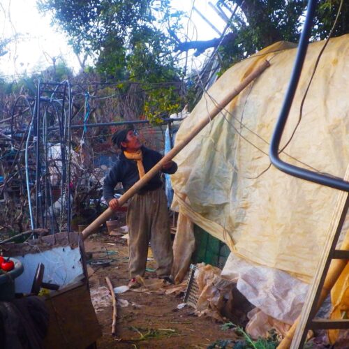 冬の嵐が吹き荒れ、ゆがんだビニールハウスの修復に半日奮闘