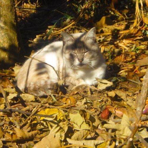 好きなもの 珈琲、パン、猫、朝の光とランニング