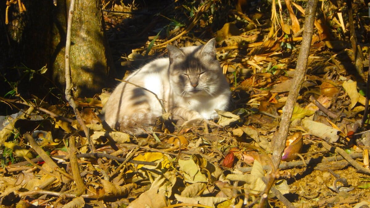 好きなもの 珈琲、パン、猫、朝の光とランニング