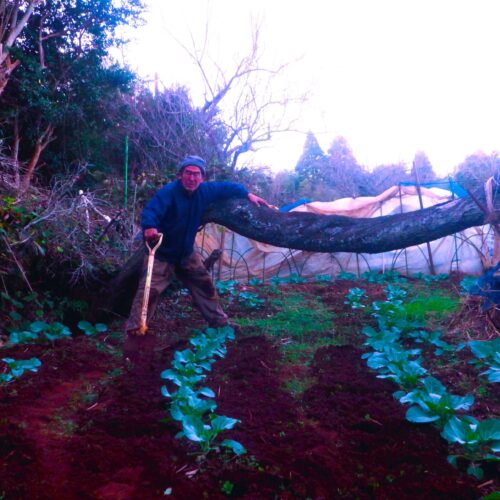 この作業の途中、キャベツの葉にしがみつくようにしている青虫を1匹見た。もう葉っぱを食べる元気もないか、この寒さでは。