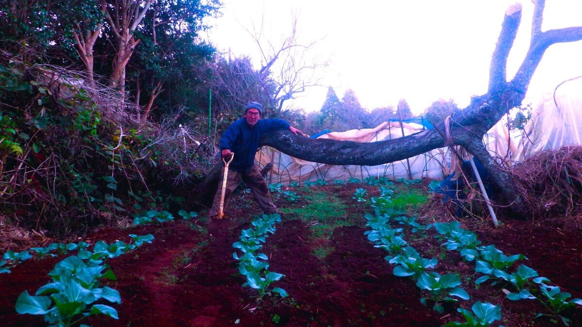 この作業の途中、キャベツの葉にしがみつくようにしている青虫を1匹見た。もう葉っぱを食べる元気もないか、この寒さでは。