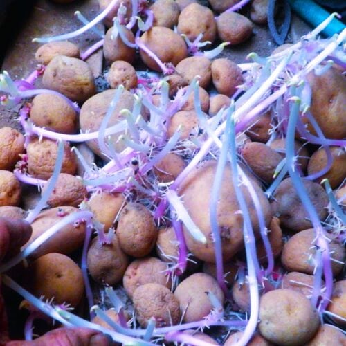 袋から出した春のジャガイモが大きな芽を出していて、とっさに愛らしくなった。