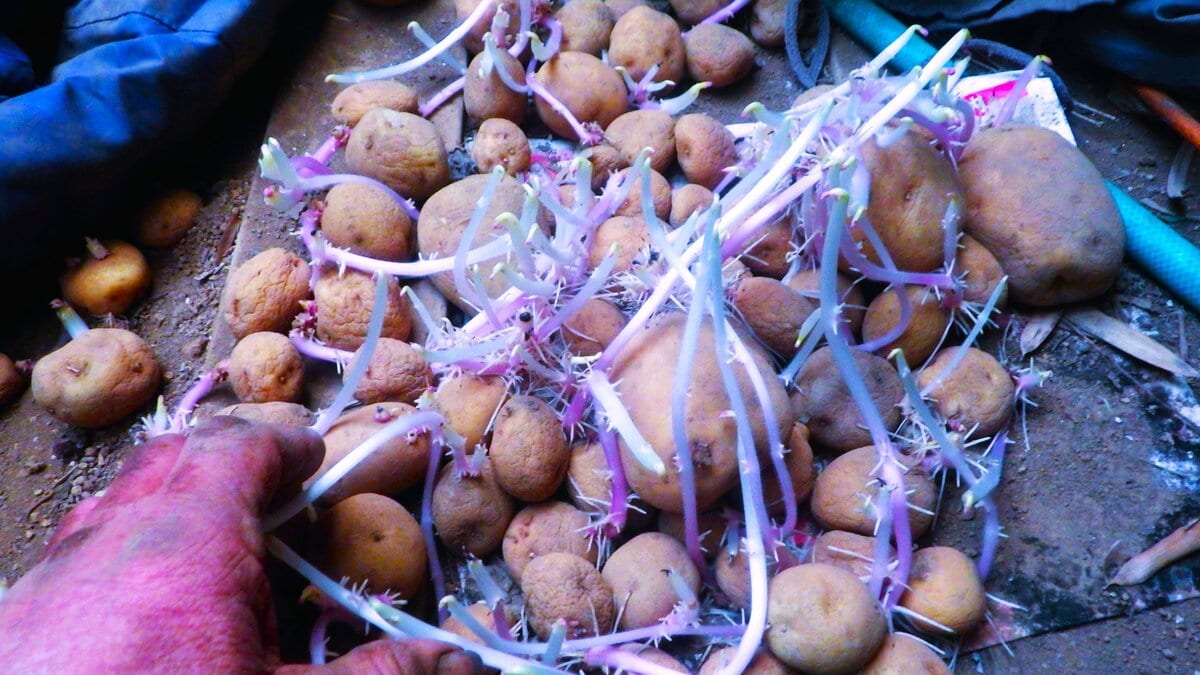 袋から出した春のジャガイモが大きな芽を出していて、とっさに愛らしくなった。