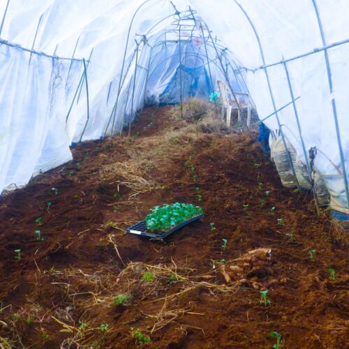 ビニールハウス内に定植された小さなブロッコリー苗、早春収穫を目指す冬の準備