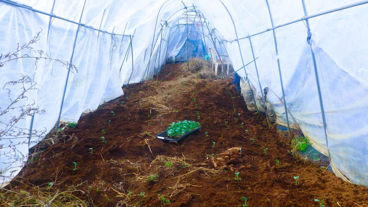 ビニールハウス内に定植された小さなブロッコリー苗、早春収穫を目指す冬の準備