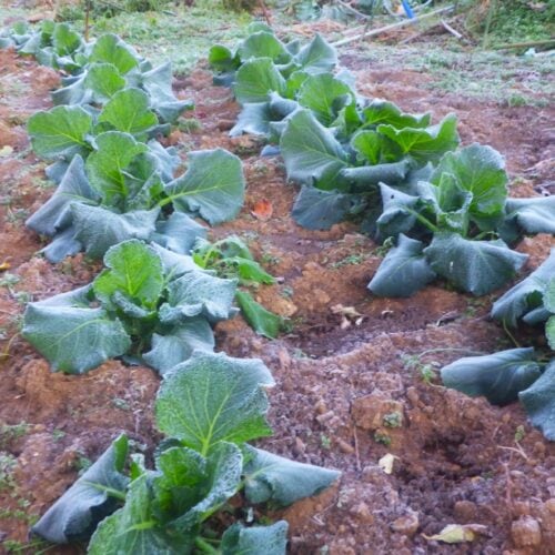 霜が降りた畑で結球を始めたキャベツ、冬の寒さに耐える野菜の生命力
