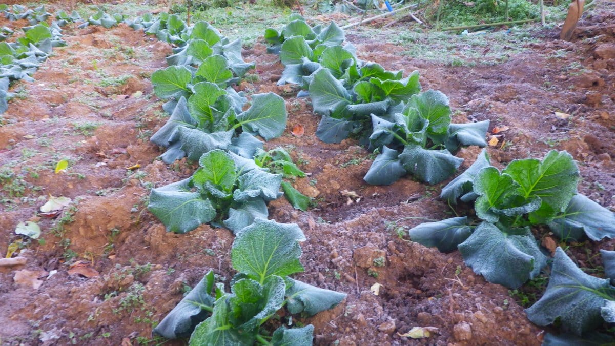 霜が降りた畑で結球を始めたキャベツ、冬の寒さに耐える野菜の生命力